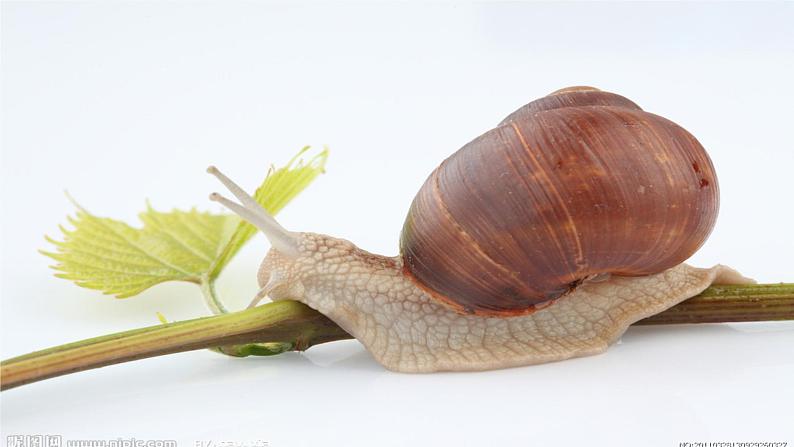 二年级下册美术课件-第17课 会爬的玩具（16）-人教版04