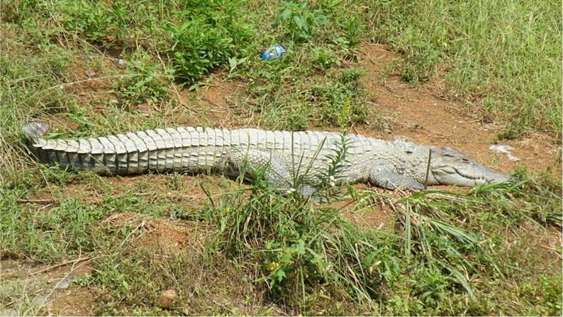 二年级下册美术课件-第17课 会爬的玩具（16）-人教版05