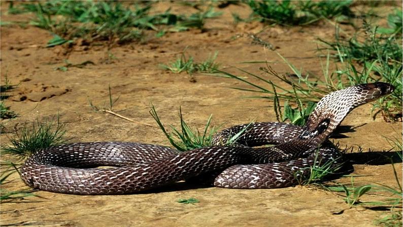 二年级下册美术课件-第17课 会爬的玩具（16）-人教版06