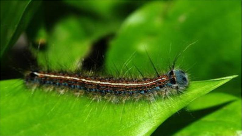 二年级下册美术课件-第17课 会爬的玩具（16）-人教版08