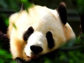 告別母校PPT課件免費下載