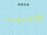 一年级下册心理健康课件-第二十九课 珍爱生命｜北师大版  （共28张PPT）