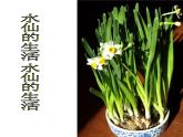 北师大心理健康六上 12 心灵的挑战 我们的约定 课件PPT