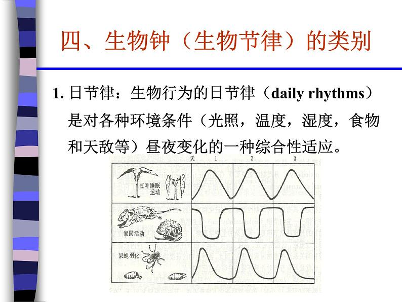 辽大版四上心理健康 7.神秘的生物钟 课件PPT06