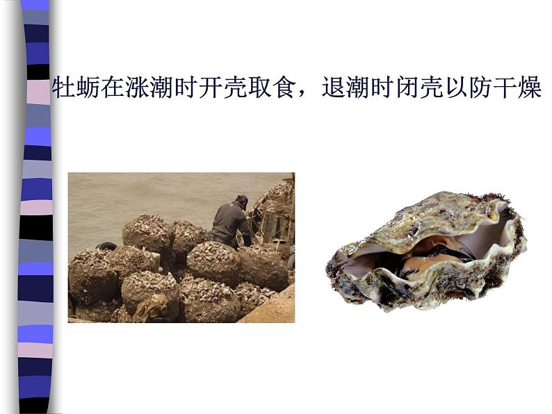 辽大版四上心理健康 7.神秘的生物钟 课件PPT08