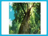 北師大版小學(xué)五年級(jí)下冊(cè)心理健康課件-25《不完美的自己最真實(shí)》