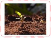 南大&北師大版三年級(jí)心理健康第5課  我能照顧媽媽了 課件