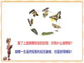 京教版心理健康教育五年级4.1《生命的绽放》课件+教案