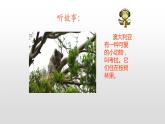 北師大版二年級下冊心理健康 30《自己的事自己做》ppt課件(共20張PPT)