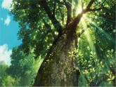 北師大版五年級下冊心理健康-25《不完美的自己最真實》ppt課件(共11張PPT)