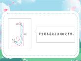 第14课《弯钩》课件+教案