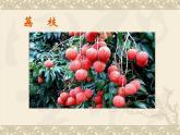 粤教版综合实践三年级上册《岭南佳果》课件PPT