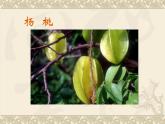 粤教版综合实践三年级上册《岭南佳果》课件PPT