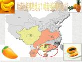 粤教版综合实践三年级上册《岭南佳果》PPT课件