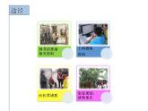 粤教版综合实践三年级上册《岭南佳果》PPT课件