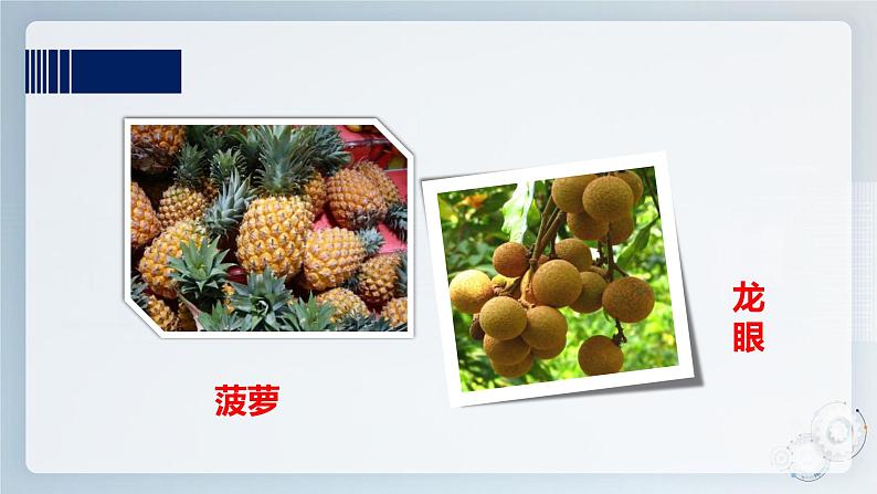 综合实践活动指引  三年级第一单元第一课时《岭南佳果》课件第4页