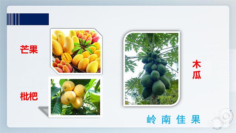 综合实践活动指引  三年级第一单元第一课时《岭南佳果》课件第5页