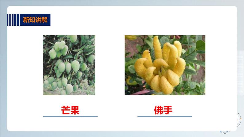 综合实践活动指引  三年级第一单元第一课时《岭南佳果》课件第7页