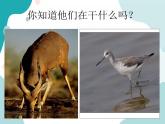 教科版综合实践五上 我当节水小卫士 课件+教案
