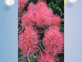 综合实践《纸雕花球》课时课件