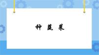 小学综合实践活动教科版三年级下册主题四 我和蔬菜交朋友2 种蔬菜完美版课件ppt