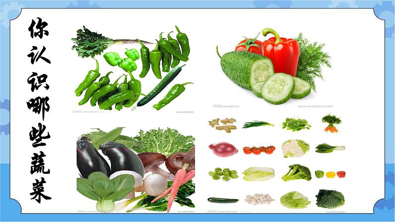 主题四 2 种蔬菜 课件PPT+教案+素材02