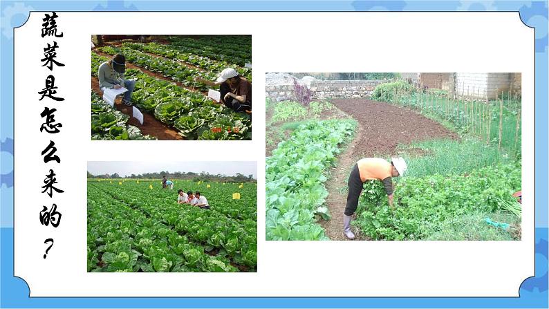 主题四 2 种蔬菜 课件PPT+教案+素材03