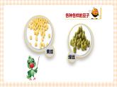 玩转豆子 第1单元 豆子有趣 课件+教案+素材
