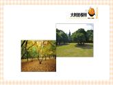 校园里的树 第1单元 认识大树 课件+教案 +素材