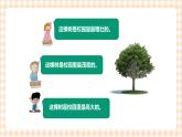 校园里的树 第1单元 认识大树 课件+教案 +素材