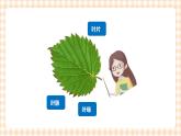校园里的树 第3单元 我爱大树   课件+教案+素材