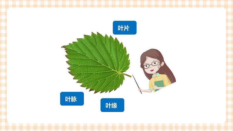 第3单元   我爱大树   课件第4页