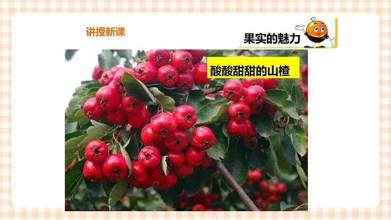 【内蒙古版综合实践】一年级第二单元 秋天的童话  主题活动二《认识水果朋友》课件+教案06