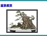 五年级下册综合实践活动课件+教案-第6单元 生活中的塑料 活动二 自制泡沫盆景  沪科黔科版