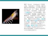 五年级下册综合实践活动课件+教案-第7单元 人类共同的南极 活动三 人类该不该捕捞南极磷虾  沪科黔科版