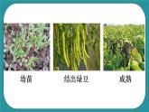 《杜绝浪费，从我做起—来之不易的粮食》（课件+教案）长春版六年级上册综合实践活动
