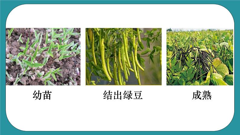 《杜绝浪费，从我做起—来之不易的粮食》（课件+教案）长春版六年级上册综合实践活动05