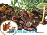 三年级下册综合实践活动课件－ 2动物的家 ｜长春版