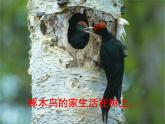 三年级下册综合实践活动课件－ 2动物的家 ｜长春版