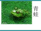 三年级下册综合实践活动课件－ 3动物的保护色 ｜长春版