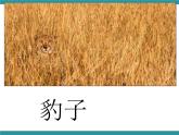 三年级下册综合实践活动课件－ 3动物的保护色 ｜长春版