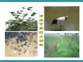 三年级下册综合实践活动课件- 相约春天｜长春版
