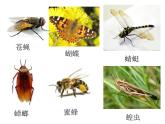 三年级上册综合实践课件－6.1昆虫的美食++｜沪科黔科版