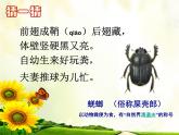 三年级上册综合实践课件－6.2昆虫保护宣传画++｜沪科黔科版
