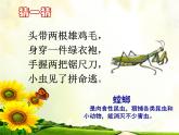 三年级上册综合实践课件－6.2昆虫保护宣传画++｜沪科黔科版