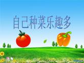 沪科黔科版综合实践四上 3.1自己种菜乐趣多 课件