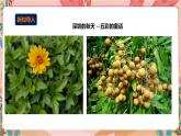 深圳版综合实践活动指引三年级 第4单元 我笔下的秋天 课件+教案