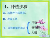 四年级上册综合实践活动课件-3.1自己种菜乐趣多 ∣ 沪科黔科版