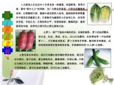 四年级上册综合实践活动课件-3.3爱上吃蔬菜 ∣ 沪科黔科版