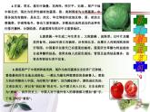 四年级上册综合实践活动课件-3.3爱上吃蔬菜 ∣ 沪科黔科版